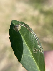 Phytomyza vomitoriae