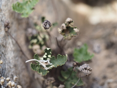 Notholaena standleyi