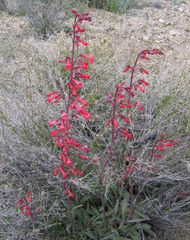 Penstemon utahensis