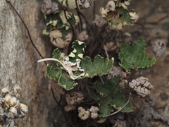 Notholaena standleyi
