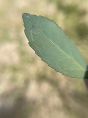 Phytomyza vomitoriae