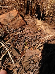 Eulophia hians hians