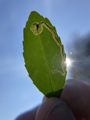 Phytomyza vomitoriae