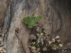 Notholaena standleyi