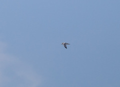 Laridae