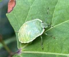 Chinavia pensylvanica