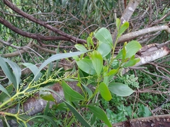 Acacia pycnantha