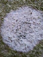 Lecidella elaeochroma
