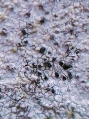 Lecidella elaeochroma