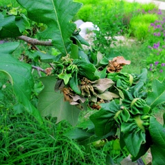 Neuroterus quercusbatatus