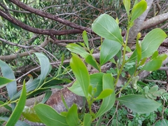 Acacia pycnantha