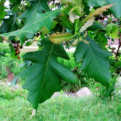 Neuroterus quercusbatatus