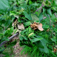 Neuroterus quercusbatatus