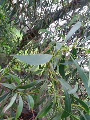 Acacia pycnantha