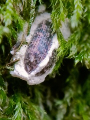 Pulvinaria