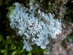 Physcia tribacioides