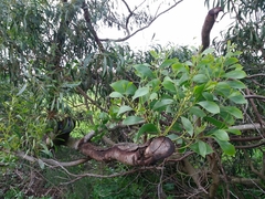 Acacia pycnantha
