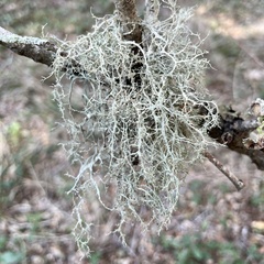 Ramalina peruviana