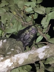Coendou mexicanus