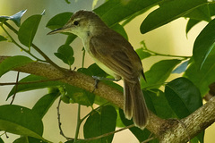 Carolinian Reed Warbler photo 3
