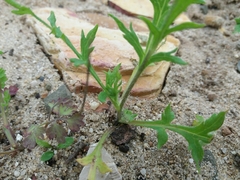 Papaver dubium
