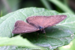 Cissia