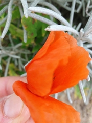 Papaver dubium