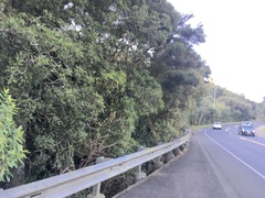 Phyllocladus trichomanoides