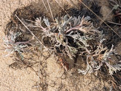 Artemisia stelleriana