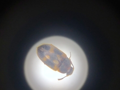 Litargus