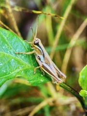 Paroxya atlantica