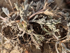 Artemisia stelleriana