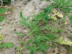 Papaver dubium