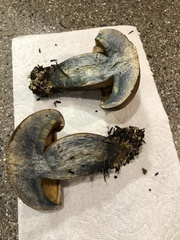 Caloboletus rubripes