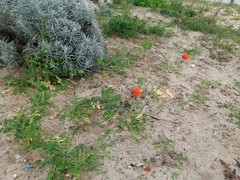Papaver dubium