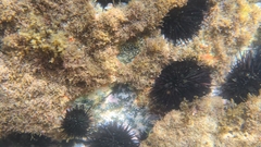 Echinometra lucunter