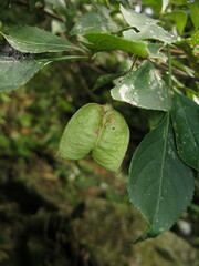 Staphylea holocarpa