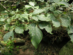 Staphylea holocarpa