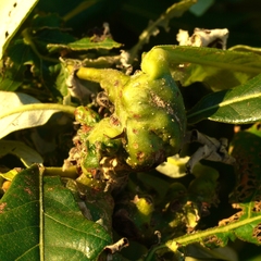 Neuroterus quercusbatatus