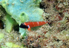 Enneapterygius atrogulare
