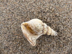 Arrhoges occidentalis