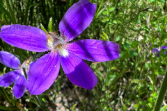 Scaevola ramosissima