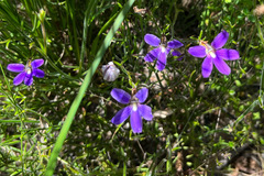 Scaevola ramosissima