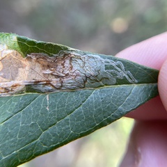 Parectopa bumeliella