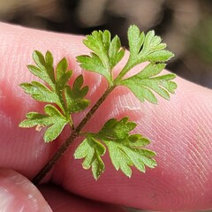 Torilis arvensis