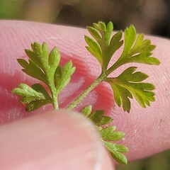 Torilis arvensis