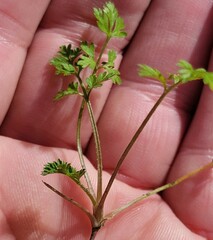 Torilis arvensis