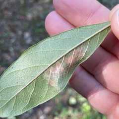 Parectopa bumeliella