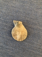 Caribachlamys sentis