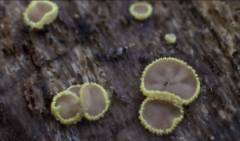 Chlorosplenium chlora